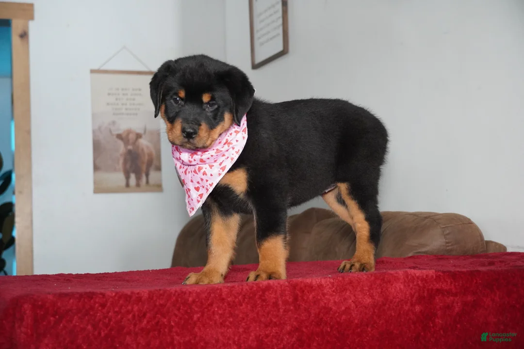 Rottweiler dogs for sale: Gabby - Ad 5