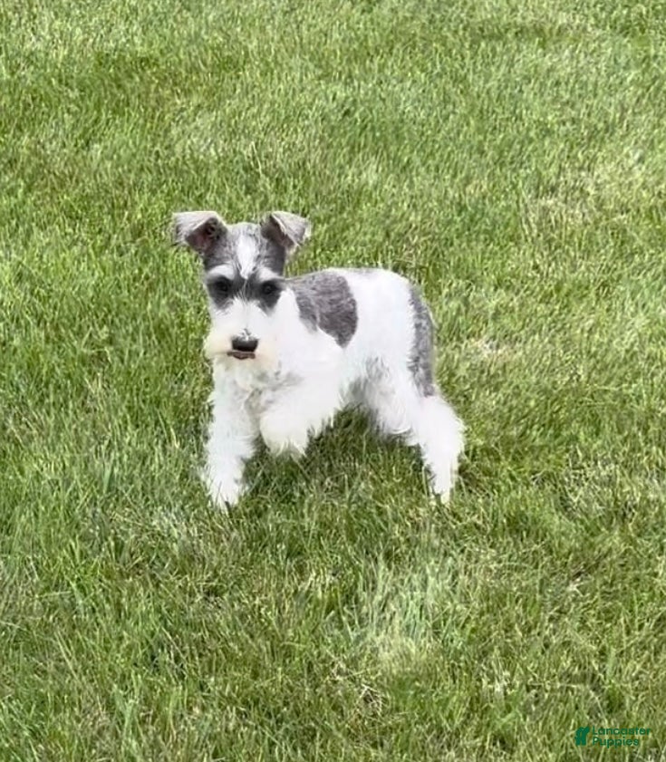 Miniature Schnauzer dogs Sophia  - Ad 41