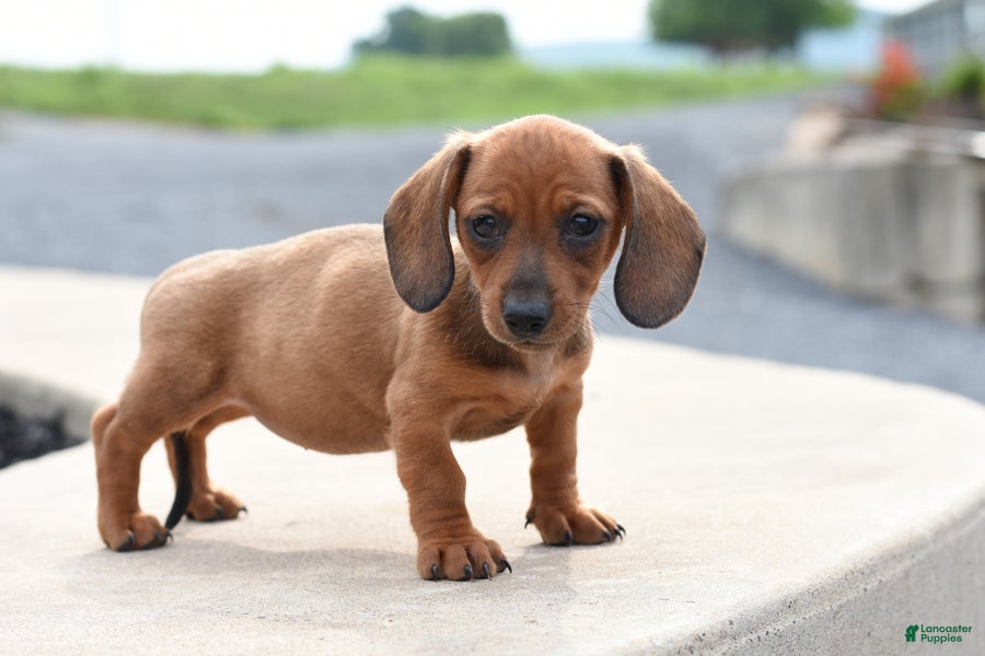 Miniature Dachshund dogs Yuri - Ad 2