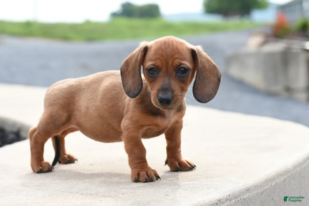 Miniature Dachshund dogs for sale: Yuri - Ad 2