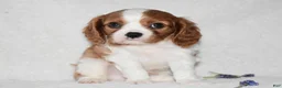 Cavalier King Charles Spaniel dogs for sale: Romeo  - Ad 3