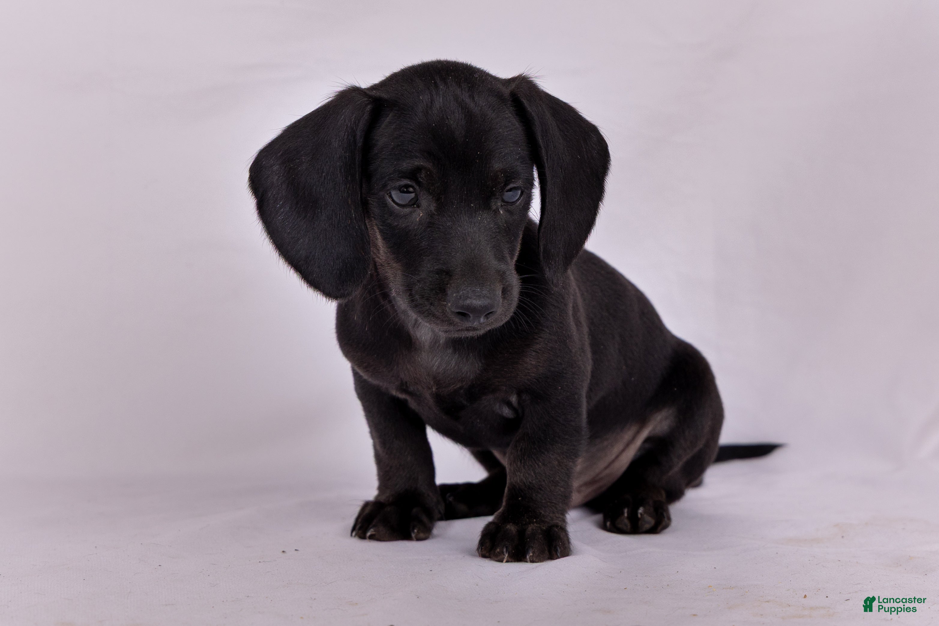 Miniature Dachshund dogs Paul - Ad 1