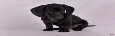 Paul