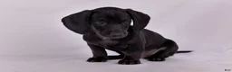 Miniature Dachshund dogs for sale: Paul - Ad 1