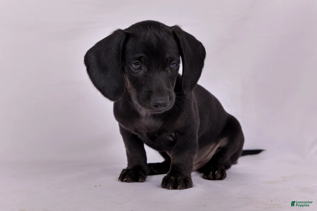 Miniature Dachshund dogs for sale: Paul - Ad 1