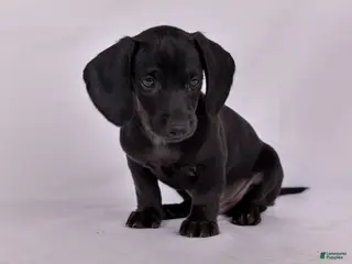 Miniature Dachshund dogs for sale: Paul - Ad 2
