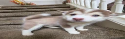 Pomsky dogs for sale: charlotte - Ad 5