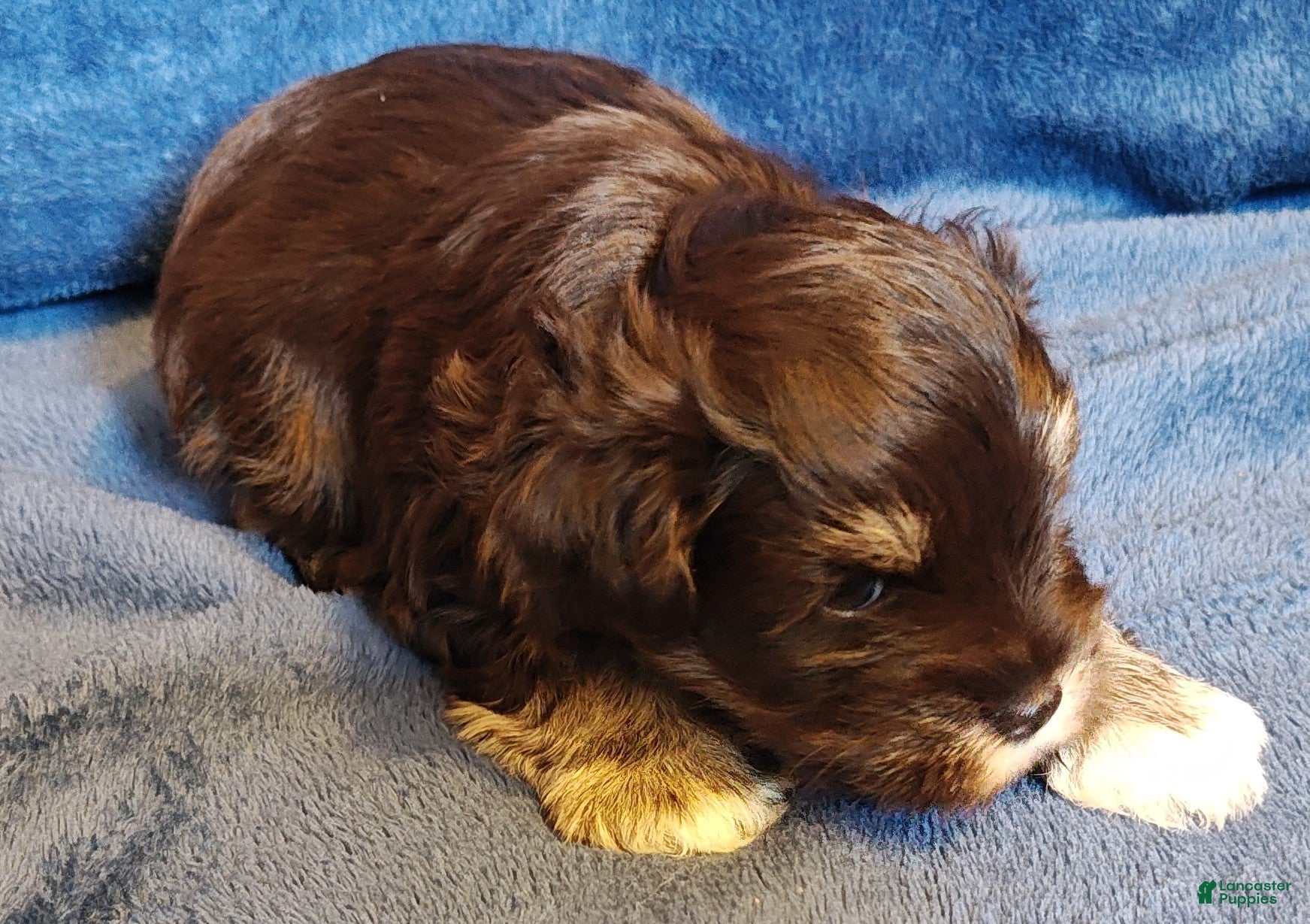 Miniature Schnauzer dogs Miniature Schnauzer Puppy 3 - Ad 2