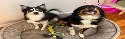 Australian Cattle Dog dogs for sale: Male- Black Collar - Ad 2