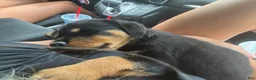 Rottweiler dogs for sale: Rocky - Ad 3