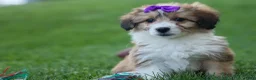 Corgipoo dogs for sale: NELLY - Ad 17