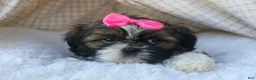 Shih Tzu dogs for sale: RUBY - Ad 11