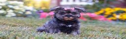 Miniature Schnauzer dogs for sale: Millie - Ad 19