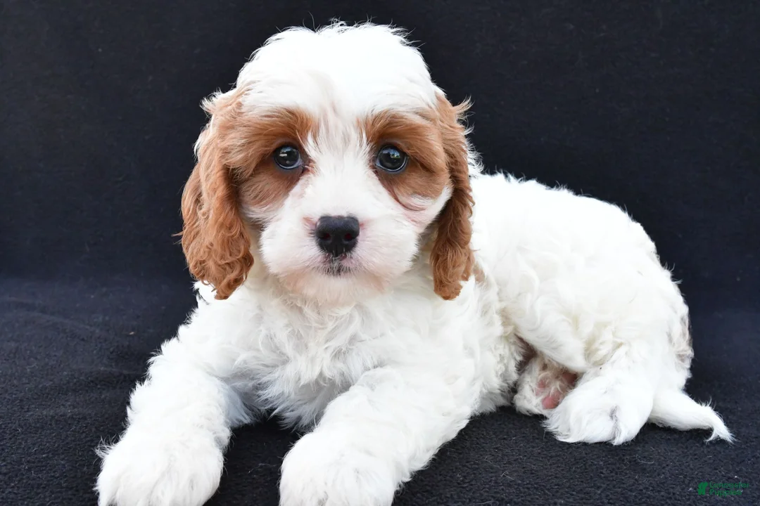 Cavapoo dogs for sale: Lilac - Ad 1