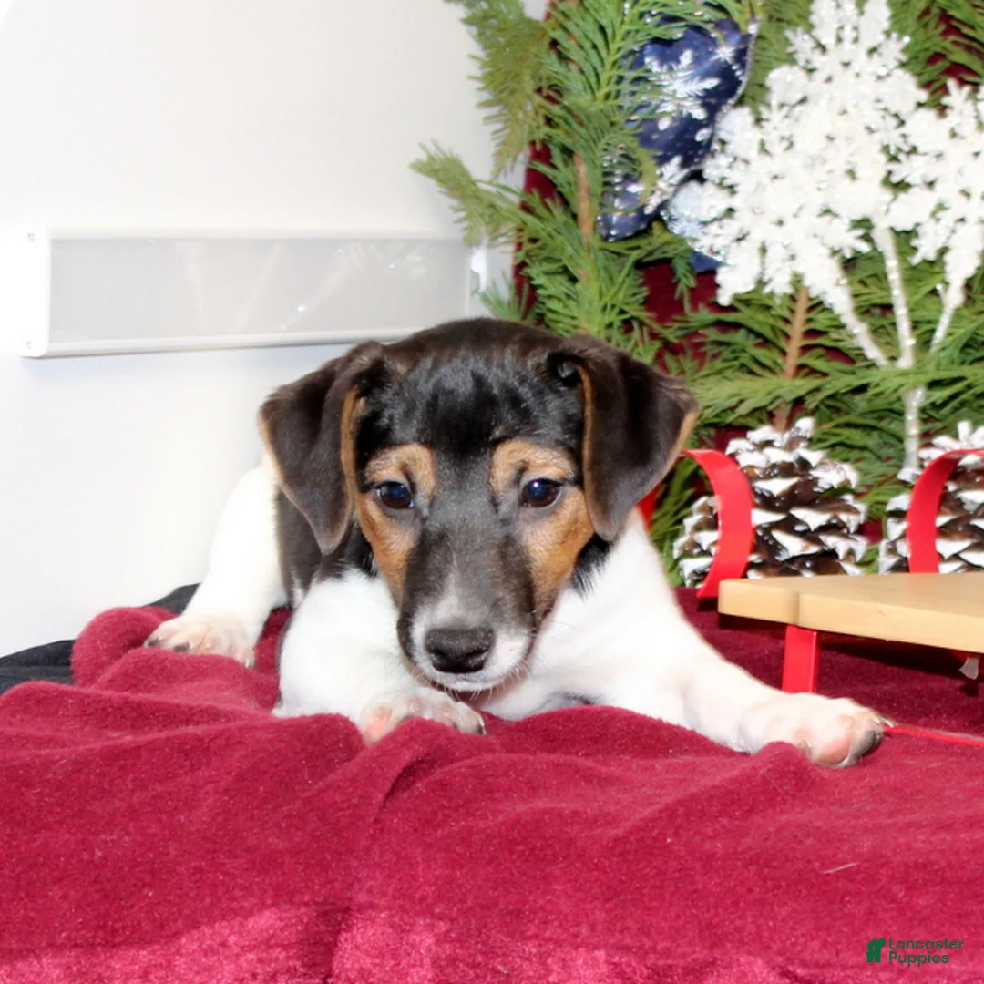 Jack Russell Terrier dogs for sale: Peppermint - Ad 3