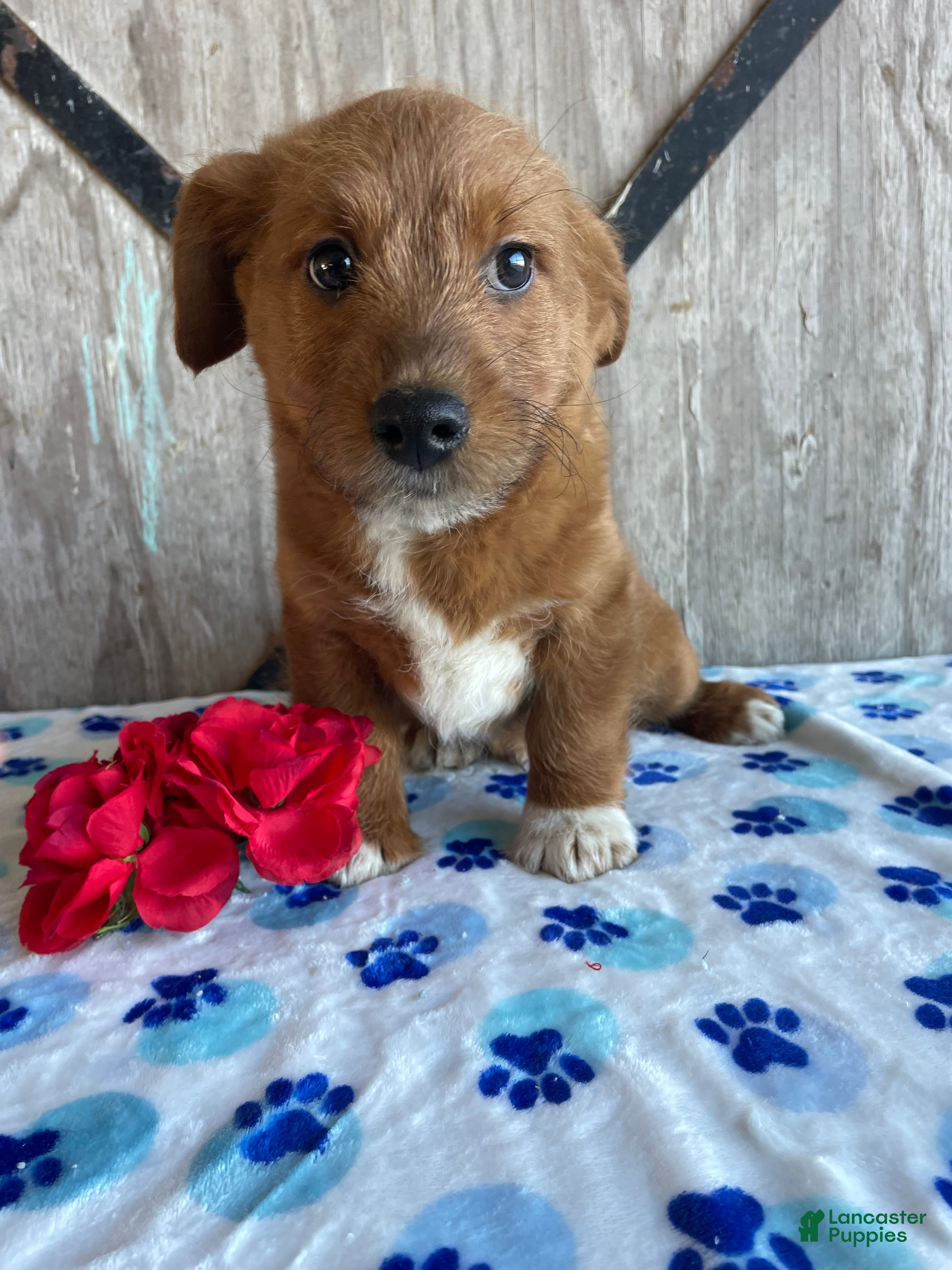 Corgipoo dogs Murphy - Ad 9