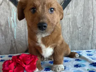 Corgipoo dogs Murphy - Ad 9