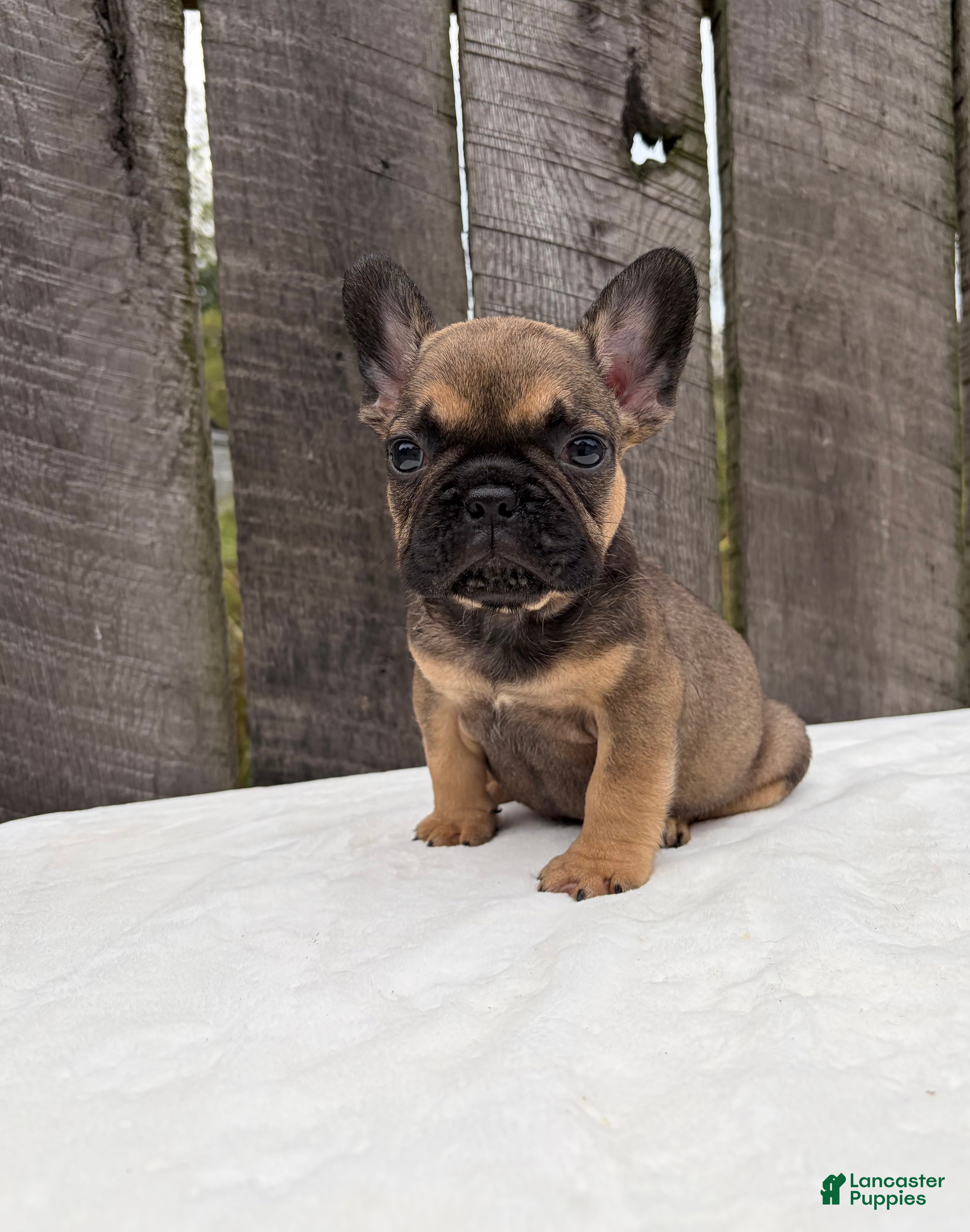 French Bulldog dogs for sale: Carson - Ad 2