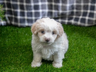 Mini Aussiedoodle dogs - Ad 36