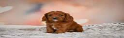 Cavapoo dogs for sale: MAPLE - Ad 3