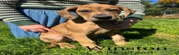 Great Dane dogs for sale: Winston - Ad 1