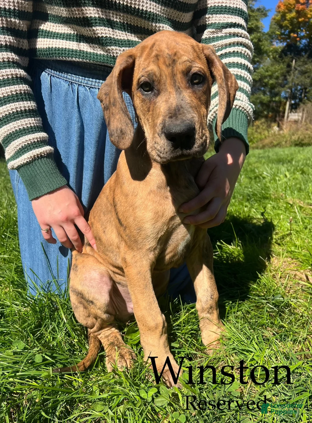 Great Dane dogs for sale: Winston - Ad 1