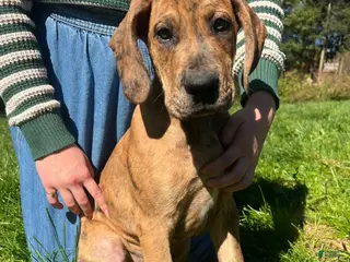 Great Dane dogs Winston - Ad 3