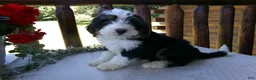 Mini Bernedoodle dogs for sale: Benji - Ad 6