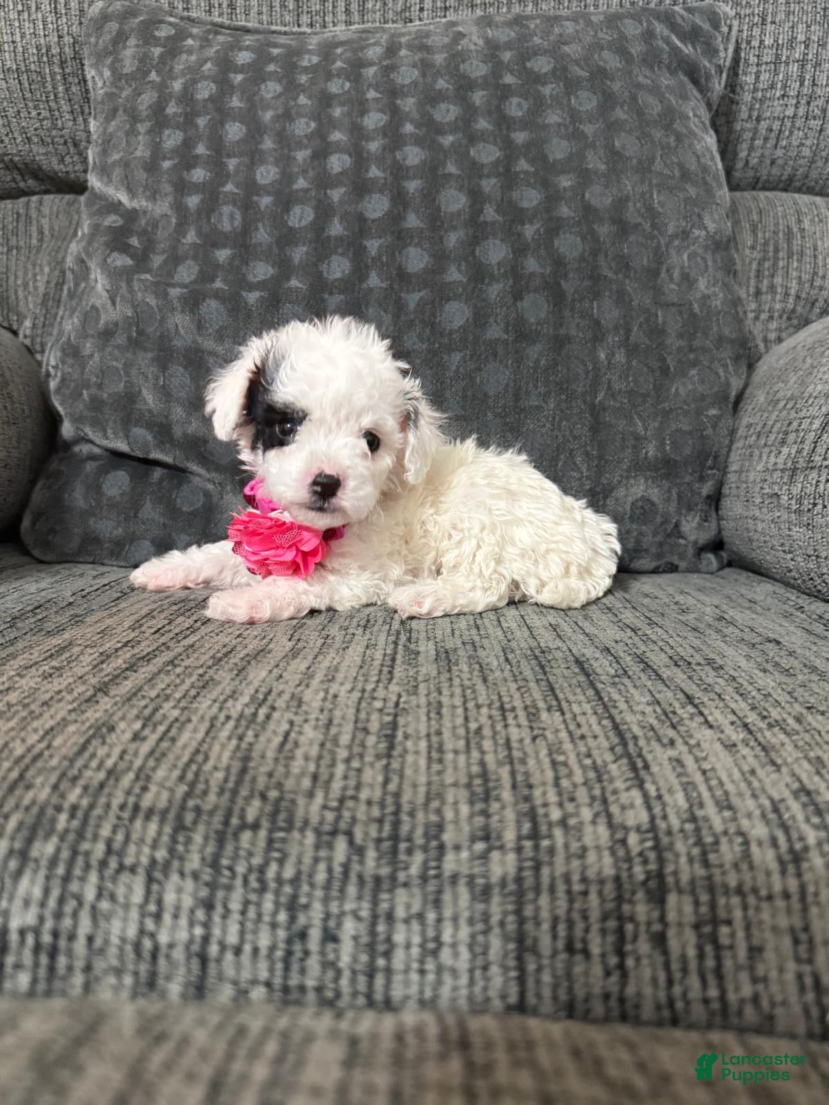Toy Poodle dogs Kaya - Ad 22