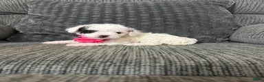 Kaya