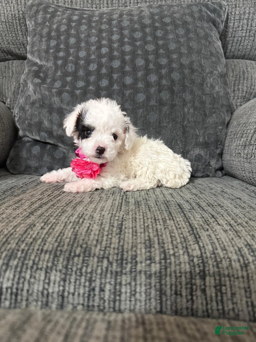 Toy Poodle dogs for sale: Kaya - Ad 1