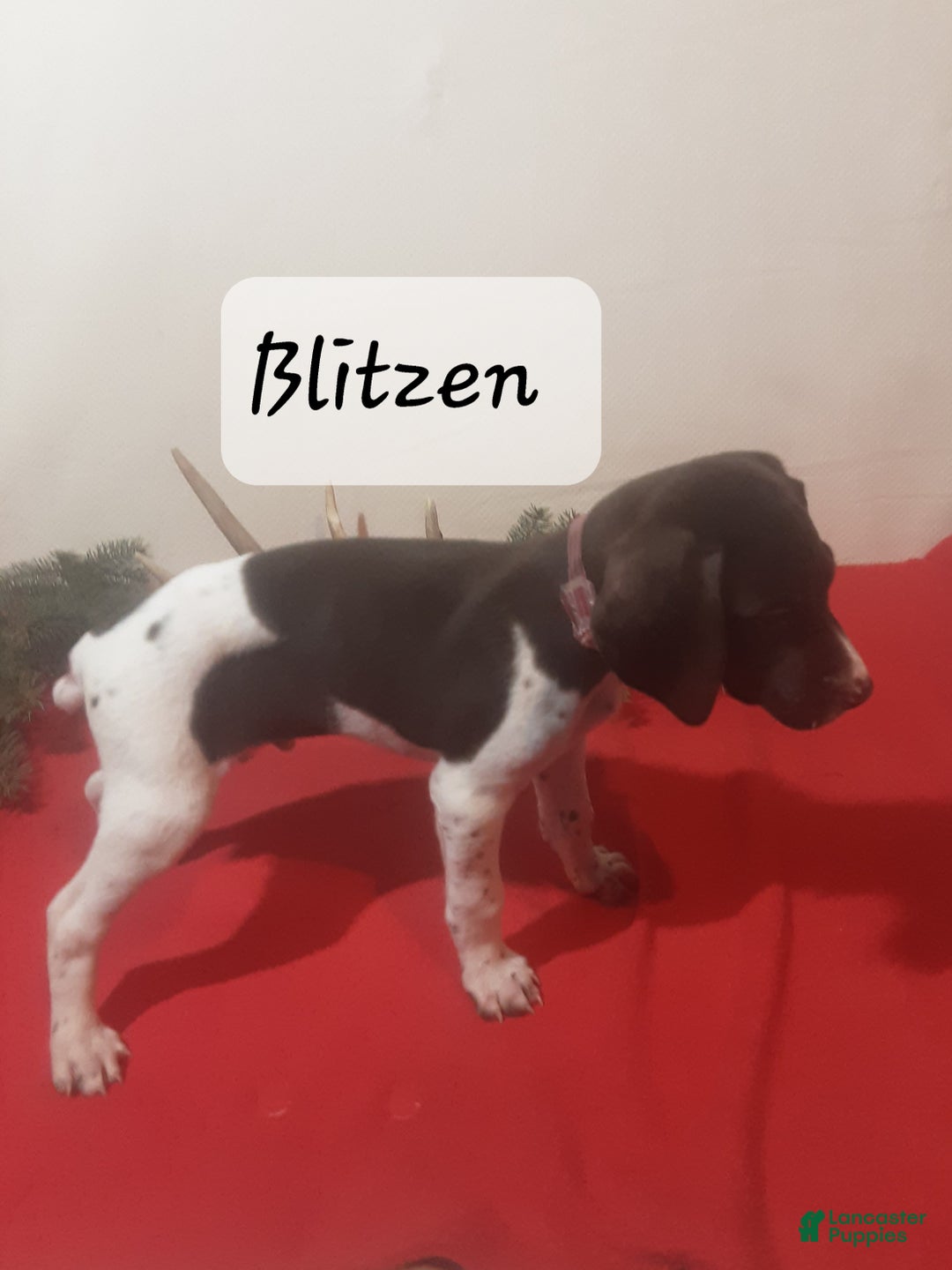 German Shorthaired Pointer dogs for sale: Blitzen - Ad 3