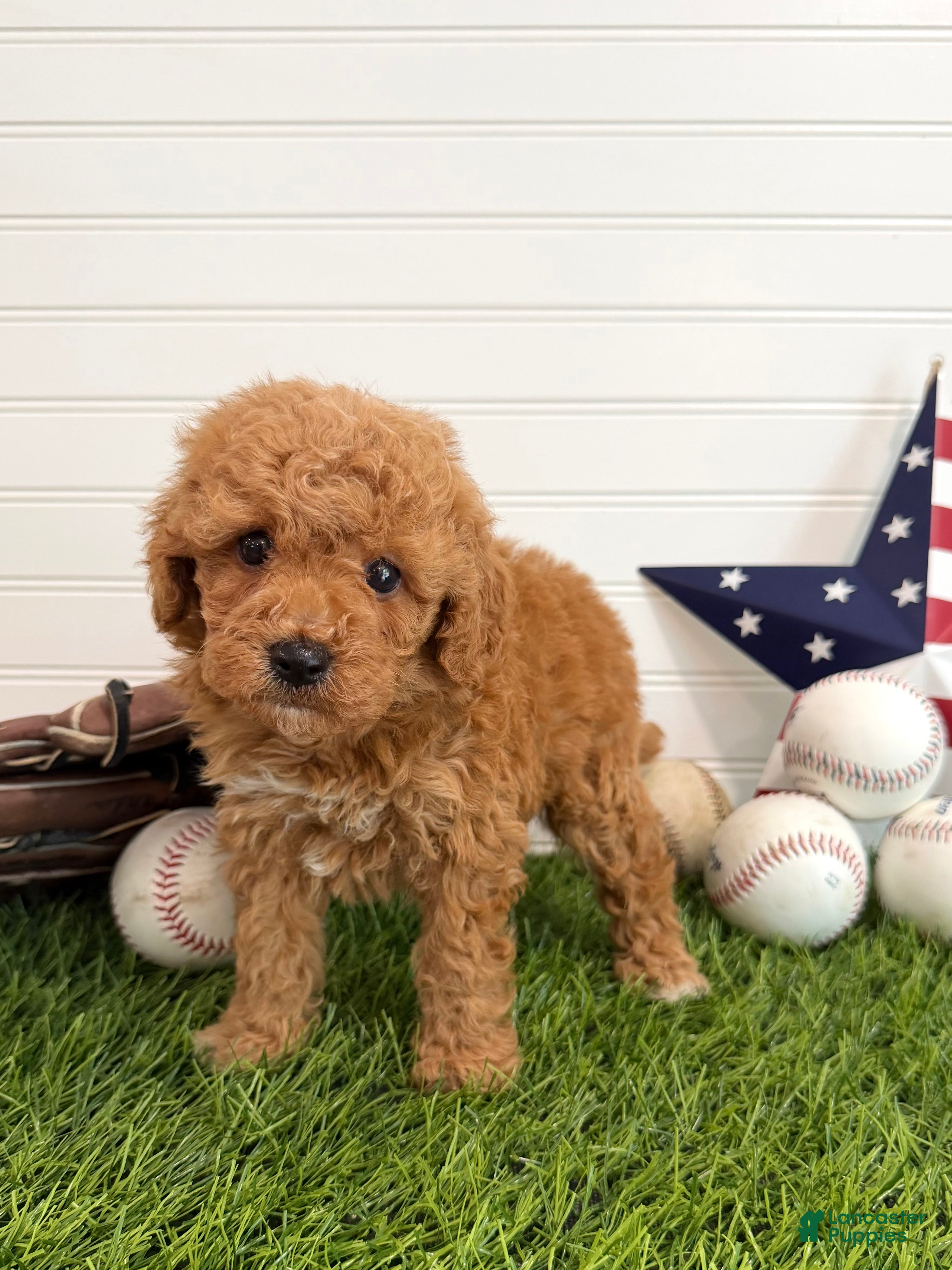 Cavapoo dogs Homer - Ad 1