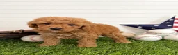 Cavapoo dogs for sale: Homer - Ad 1