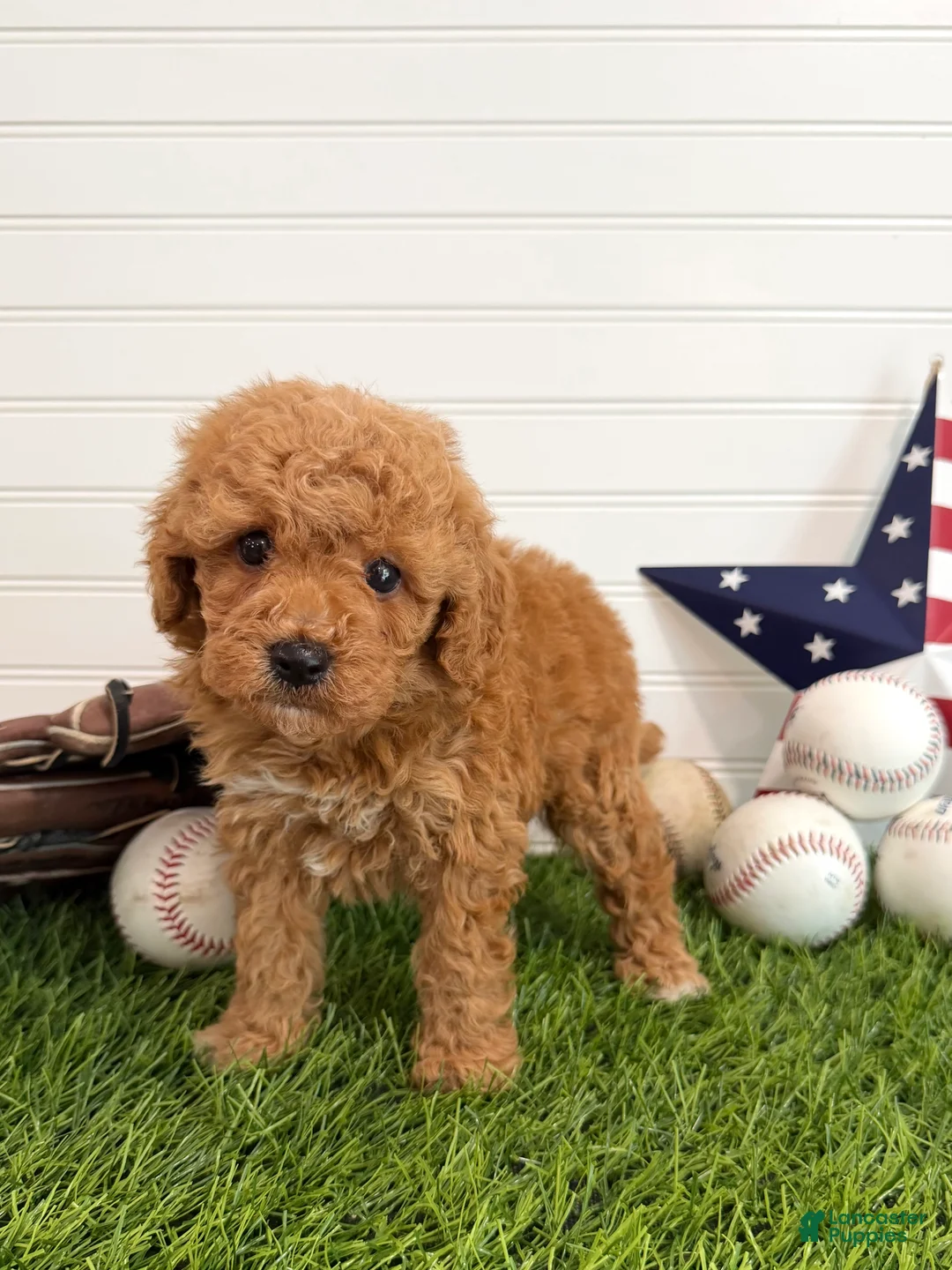 Cavapoo dogs for sale: Homer - Ad 1