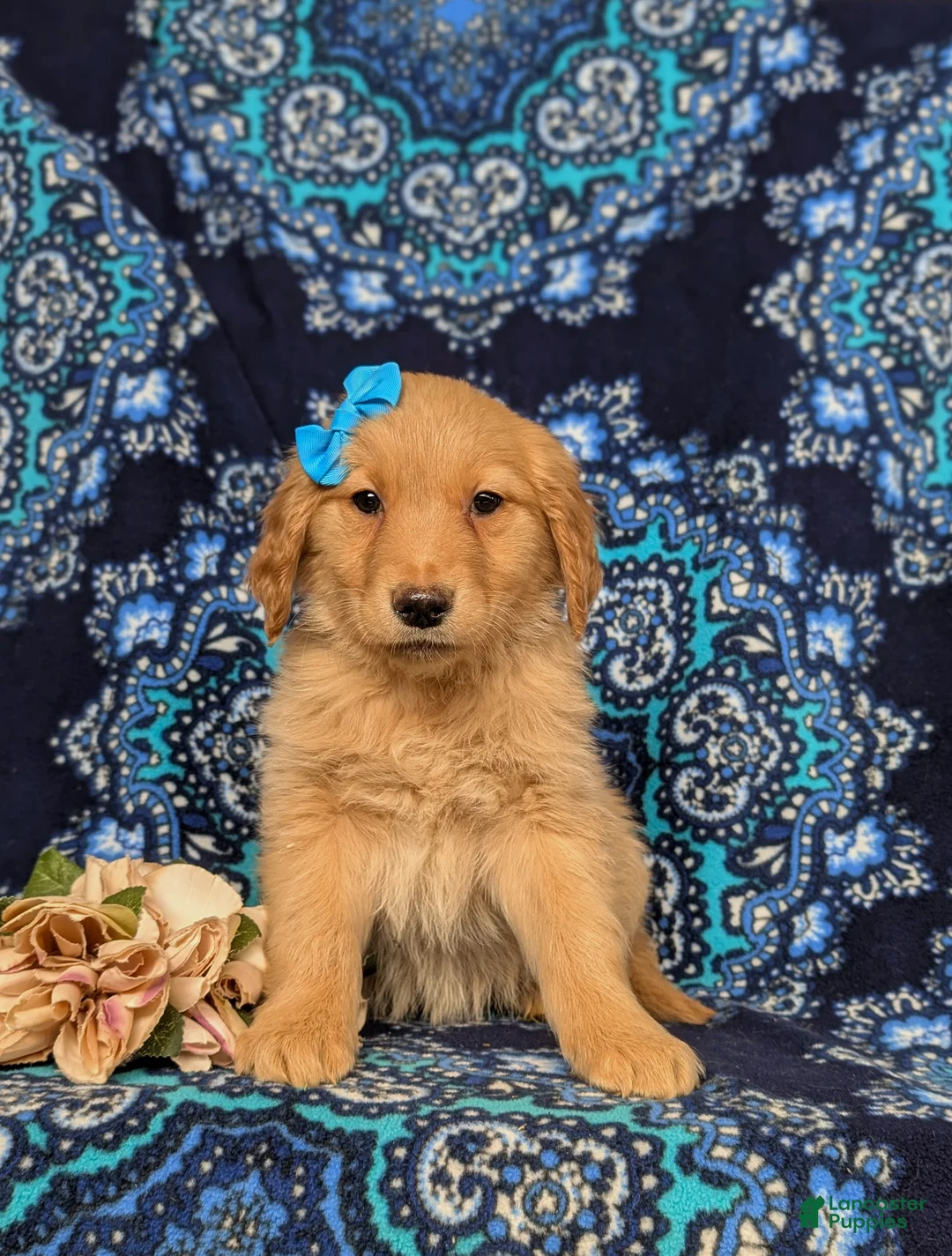Golden Retriever dogs for sale: Janee - Ad 2