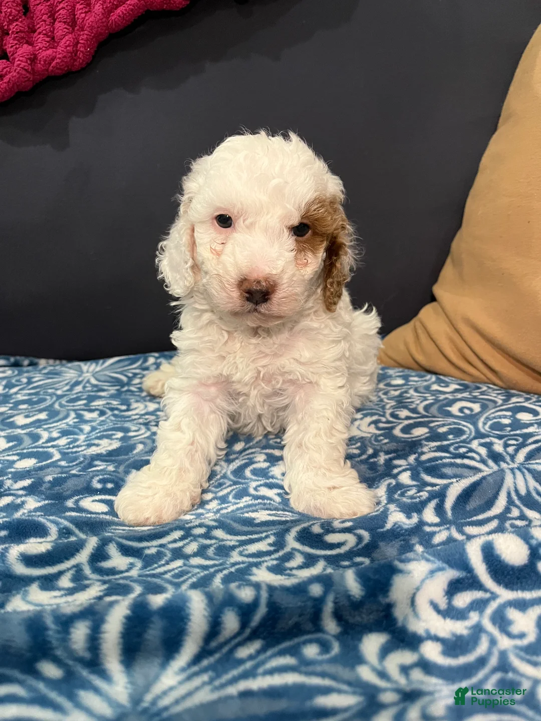 Miniature Poodle dogs for sale: COCO - Ad 2