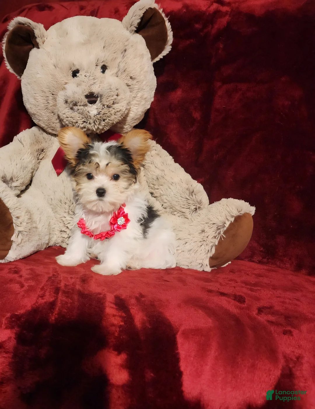 Yorkshire Terrier dogs for sale: CHANEL - Ad 10