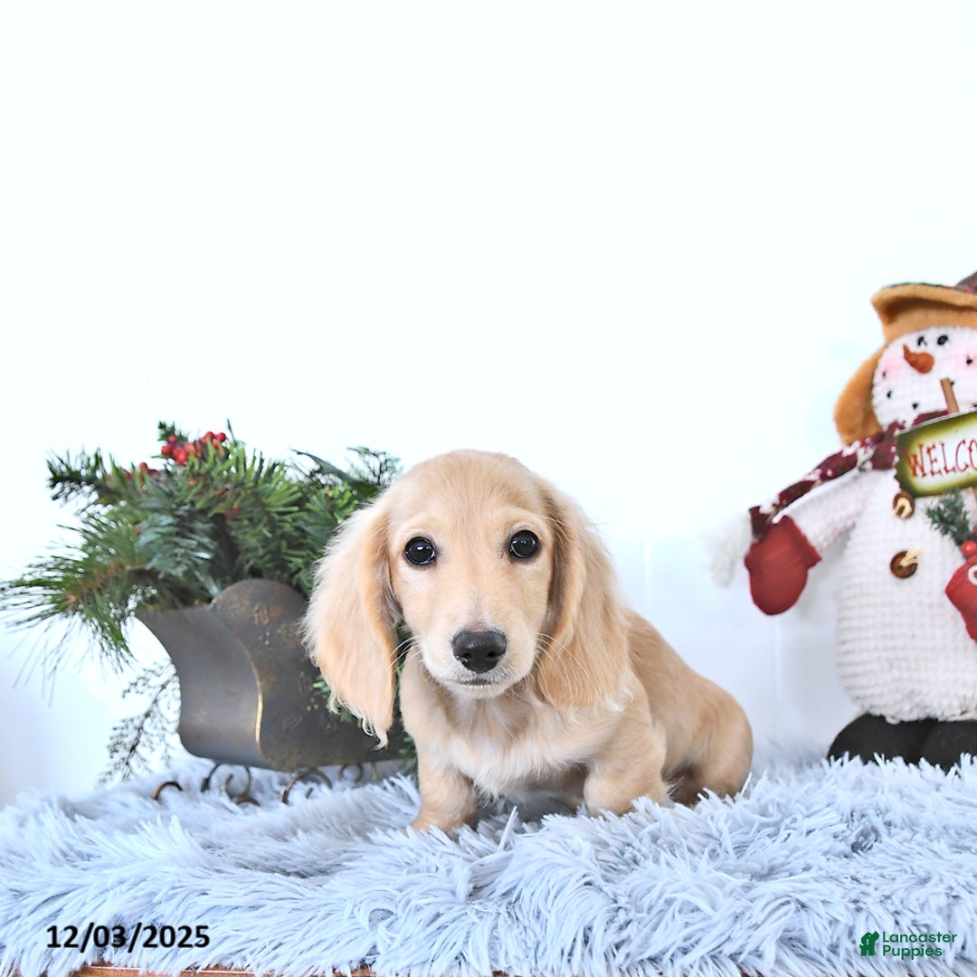 Miniature Dachshund dogs for sale: Ollie - Ad 4