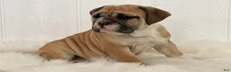English Bulldog dogs for sale: Valerie - Ad 3