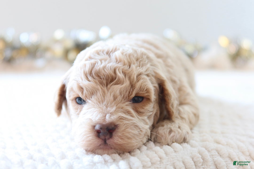 Toy Poodle dogs for sale: Jolly - Ad 3