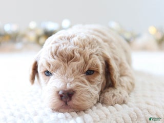 Toy Poodle dogs Jolly - Ad 11