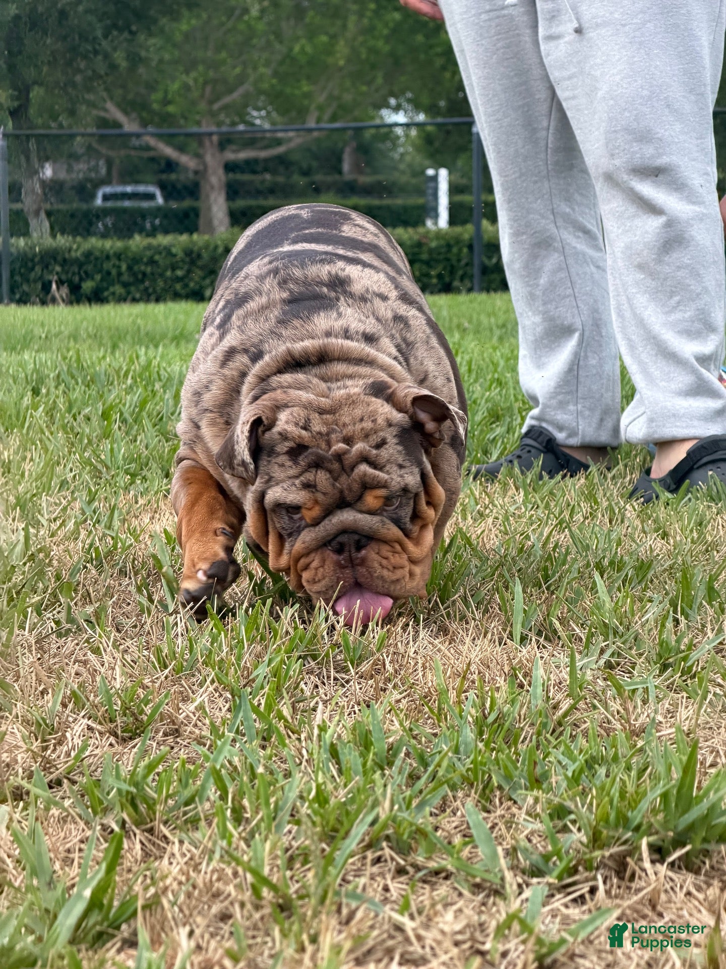 English Bulldog dogs PAPA LOUIE - STUD - Ad 2