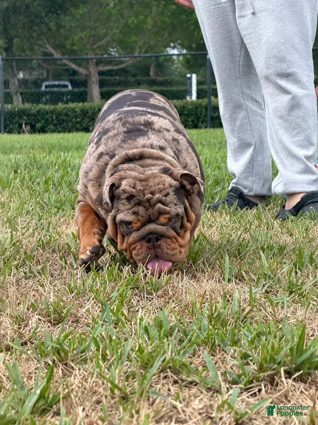 English Bulldog dogs for stud: PAPA LOUIE - STUD - Ad 2