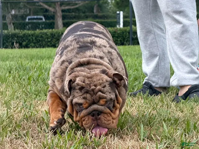 English Bulldog dogs PAPA LOUIE - STUD - Ad 2