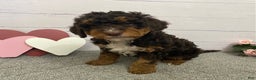 Mini Bernedoodle dogs for sale: Henry- genetic clear - Ad 2
