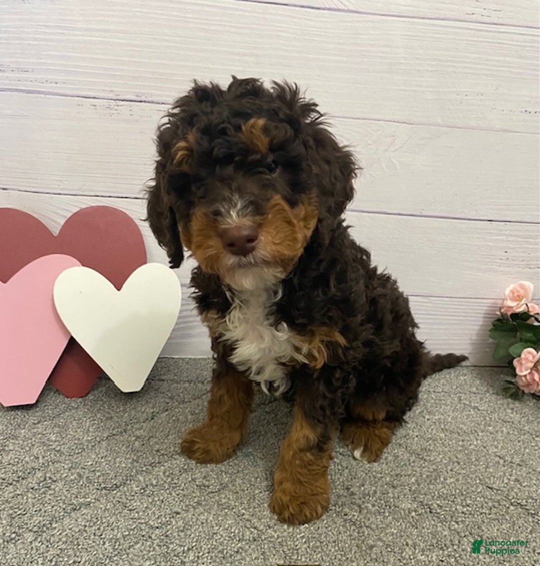 Mini Bernedoodle dogs for sale: Henry- genetic clear - Ad 2