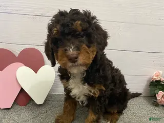Mini Bernedoodle dogs Henry- genetic clear - Ad 9