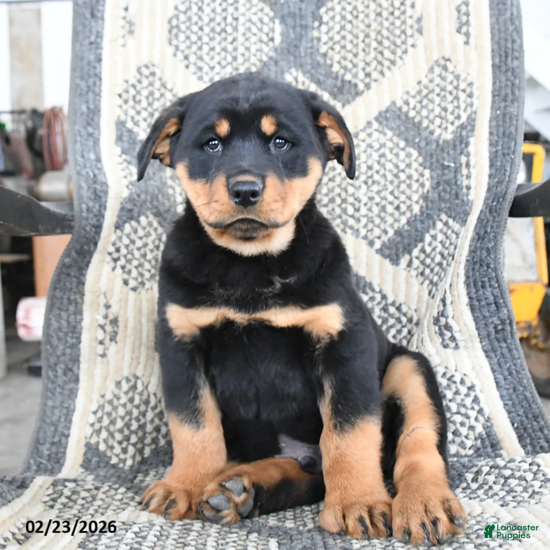 Rottweiler dogs for sale: Drousy - Ad 1