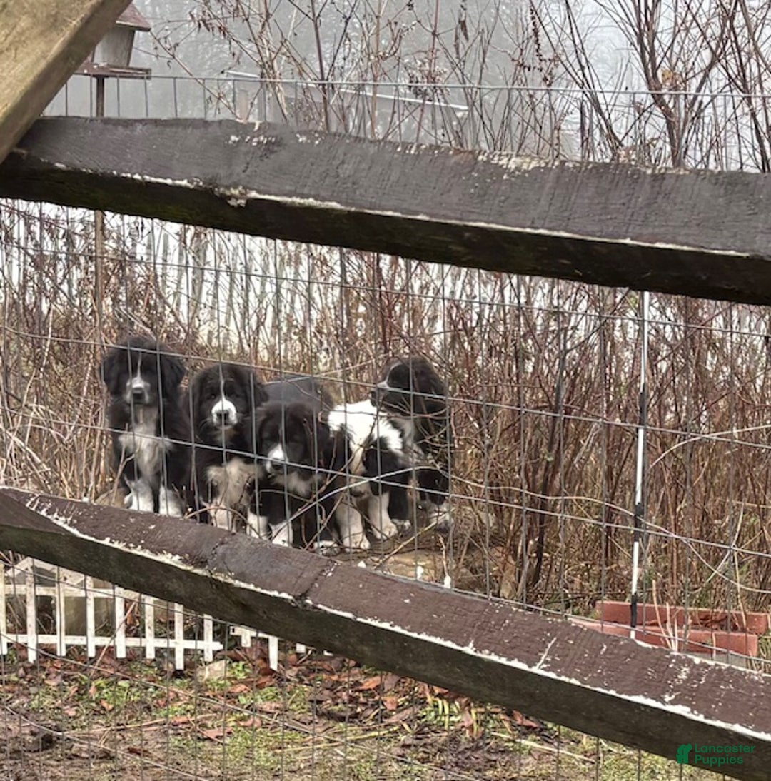 Mixed Breed dogs for sale: Thing - Ad 8